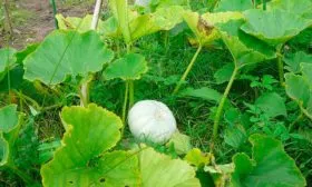 Посадка семян в открытый грунт