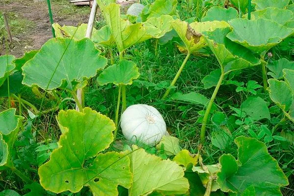 Посадка семян в открытый грунт