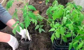 Посадка зрелой рассады