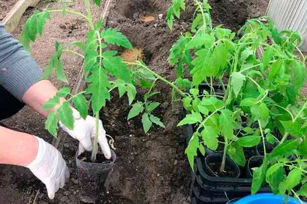 Посадка зрелой рассады