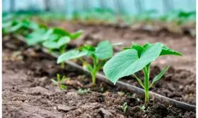 В открытый или тепличный грунт