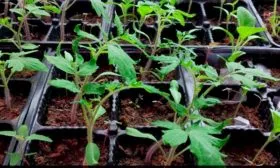 посев на рассаду