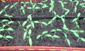 Посев посадочного материала