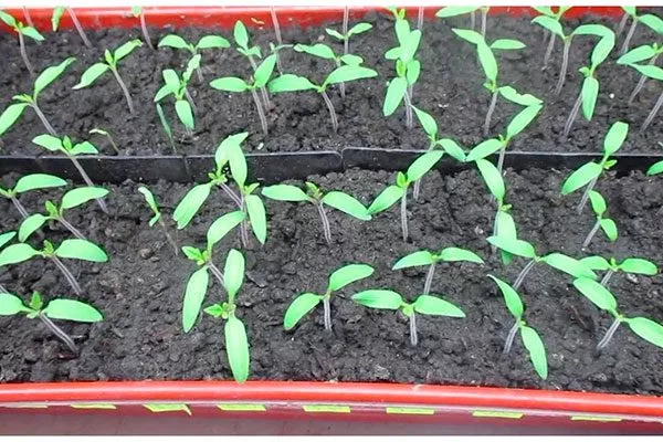 Посев посадочного материала