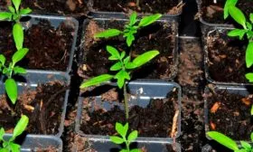 Посев рассады