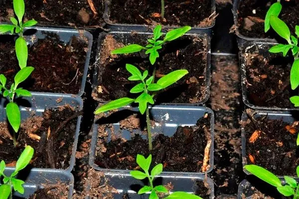 Посев рассады