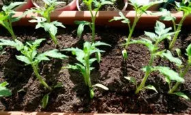 Посев семенного материала и выращивание рассады