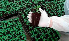 Посев семенного материала и выращивание рассады