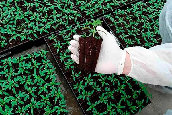 Посев семенного материала и выращивание рассады