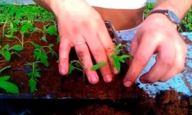 Посев семенного материала и выращивание рассады1