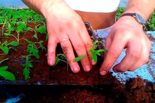 Посев семенного материала и выращивание рассады1