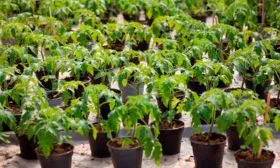 Посев семенного материала, взращивание