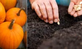 Посев семян