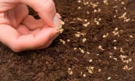 Посев семян