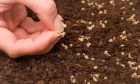 Посев семян