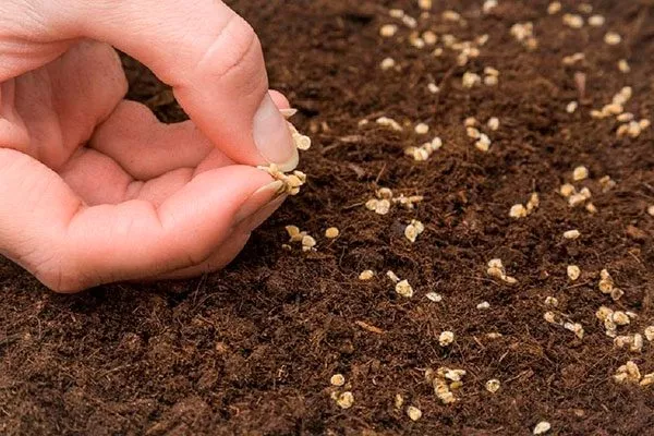 Посев семян