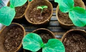 Посев семян на рассаду