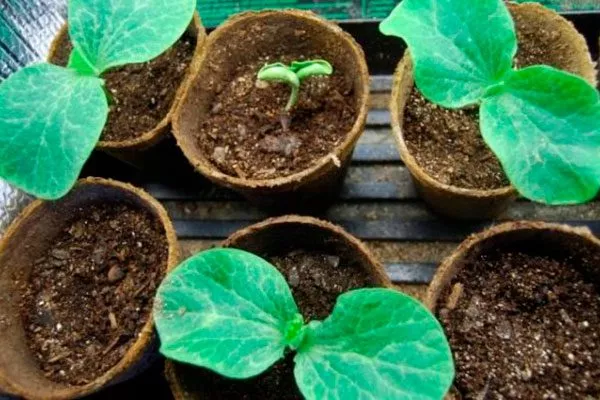 Посев семян на рассаду