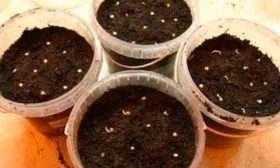 Посев семян на рассаду