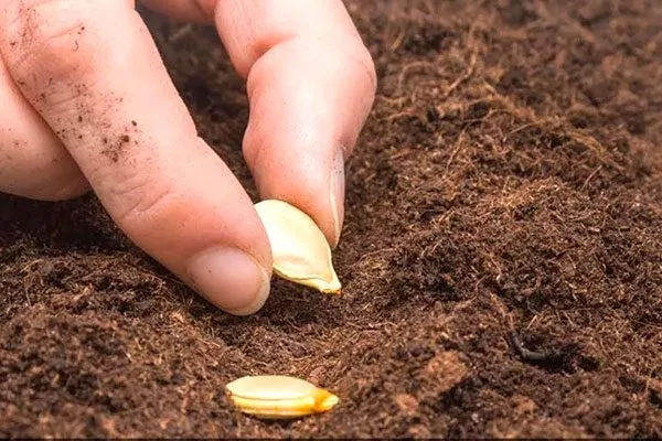 Посев семян