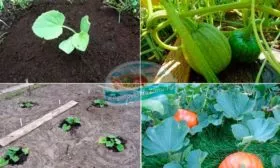 Пошаговое руководство по выращиванию и уходу