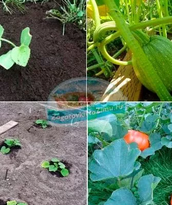 Пошаговое руководство по выращиванию и уходу