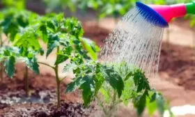 Правила полива