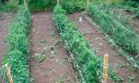 Правила высадки рассады