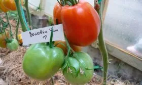 Правила высадки рассады