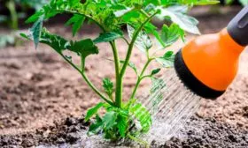 Принцип орошения и условия применения подкормок