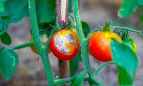 Профилактика заболеваний и борьба с вредителями