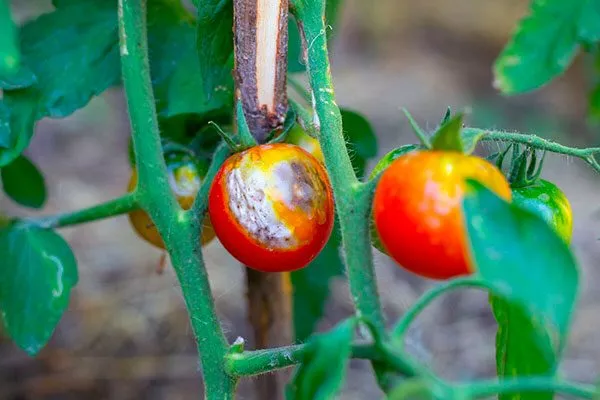 Профилактика заболеваний и борьба с вредителями