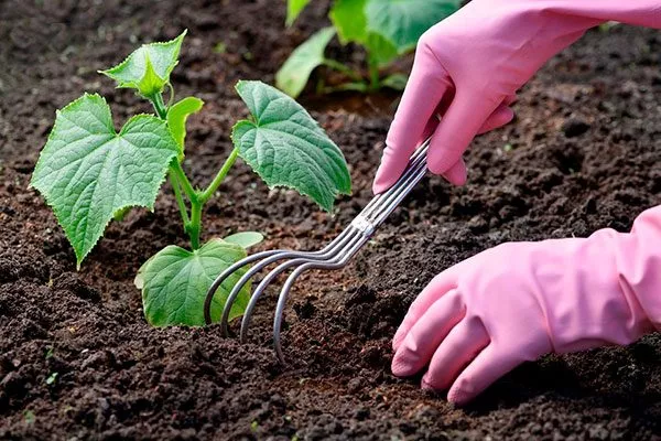 Прополка и рыхление