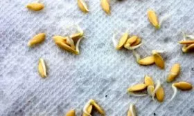 проращивание семян