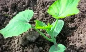 Рассадный способ