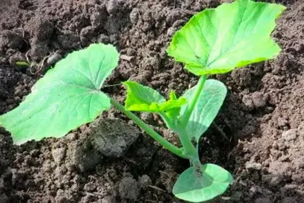 Рассадный способ