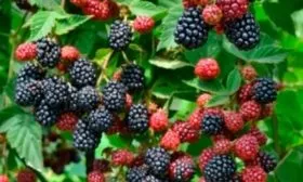 Рубен сорт ежевики