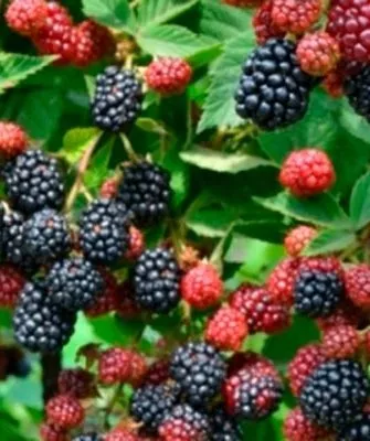 Рубен сорт ежевики