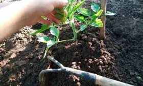 Рыхление и прополка