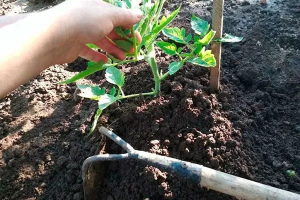 Рыхление и прополка