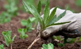 Рыхление и прополка