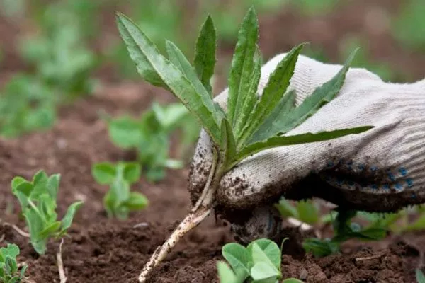 Рыхление и прополка