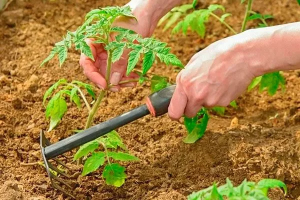 Рыхлении почвы