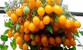 Сахарная гроздь жёлтая