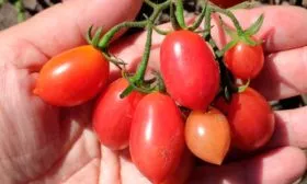 Сбор и хранение сорта томата Малиновый фонтан