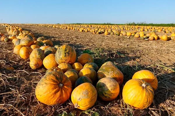 Сбор и хранение урожая