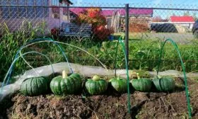 Сбор и хранение урожая