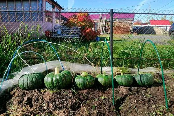 Сбор и хранение урожая