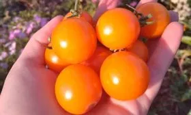 Сроки созревания и урожайность