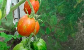 Созревание и плодоношение, продуктивность